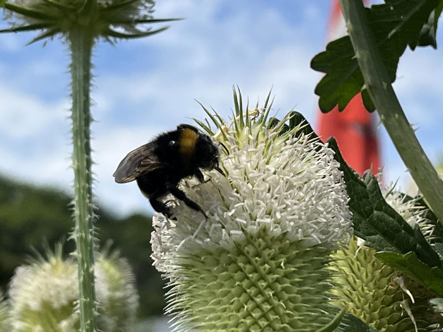 Böhmische Kuckuckshummel 