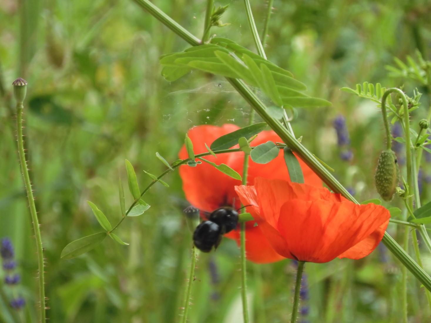 Blauschwarze Holzbiene 