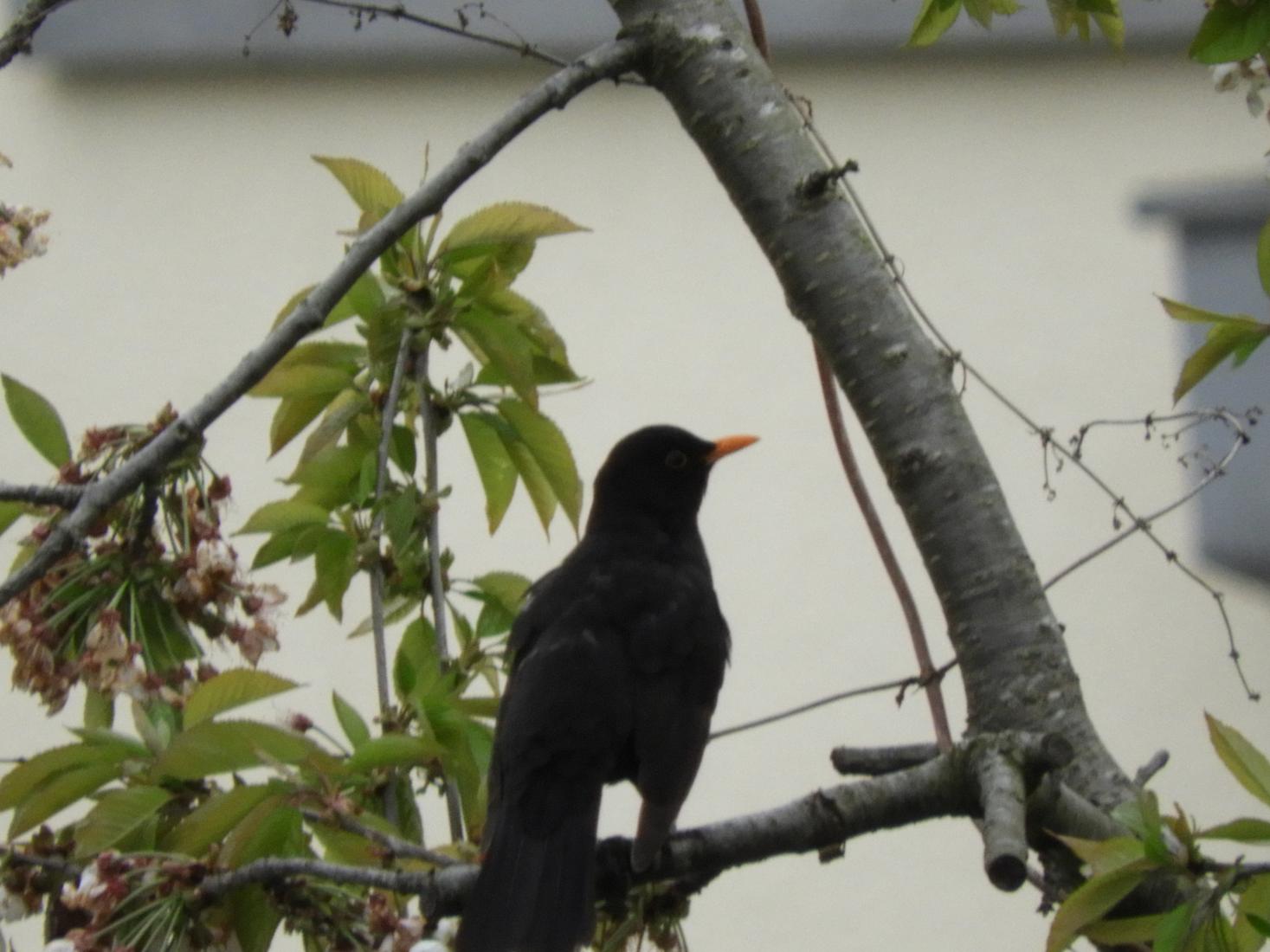 Amsel