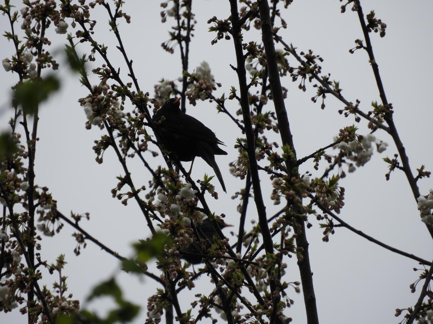 Amsel