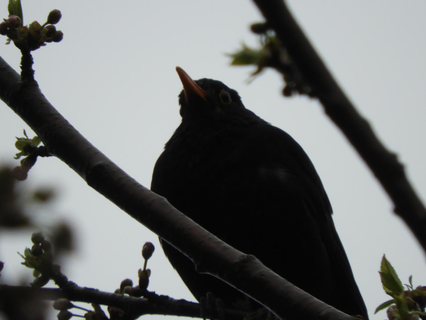 Amsel