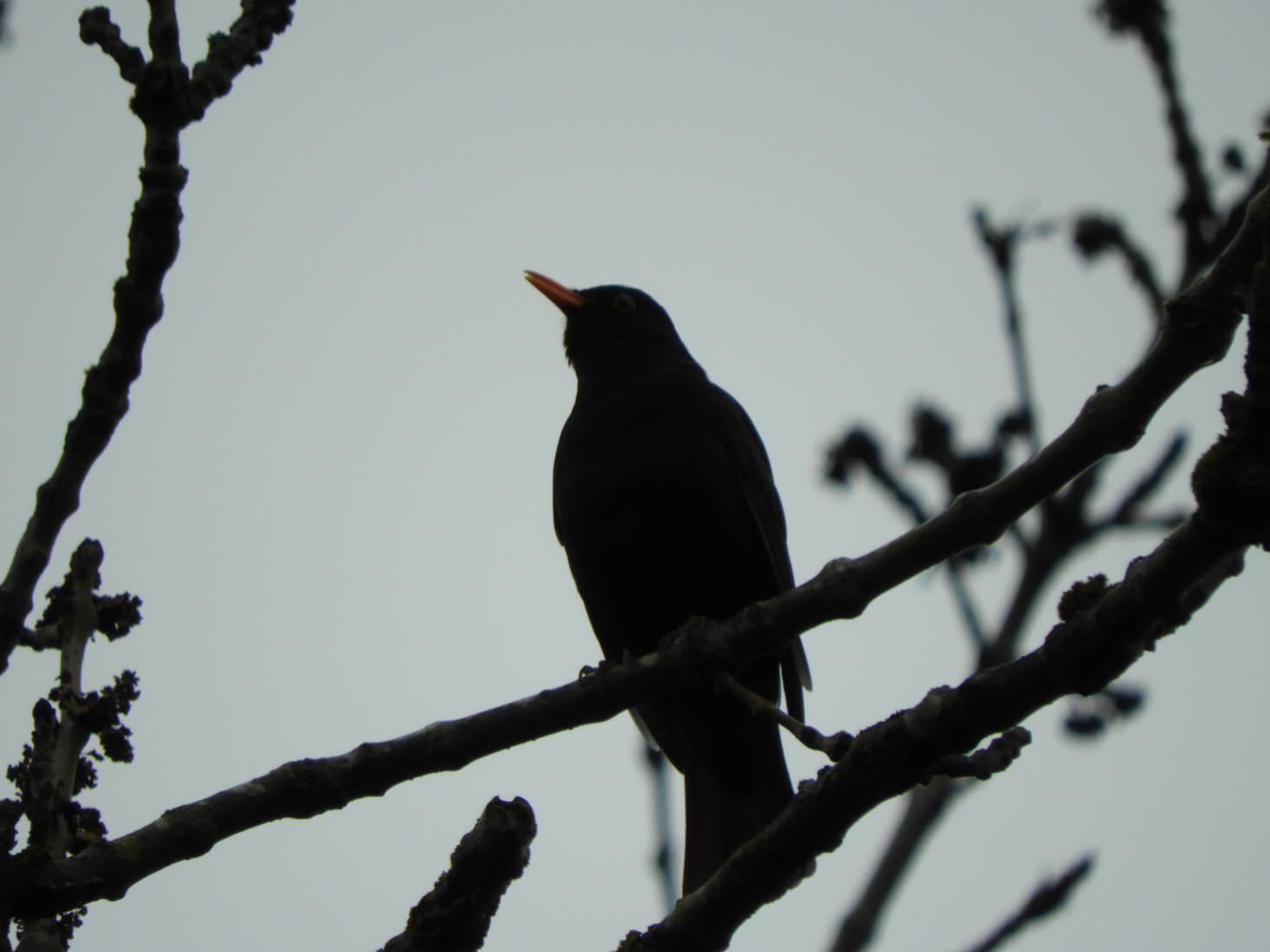 Amsel