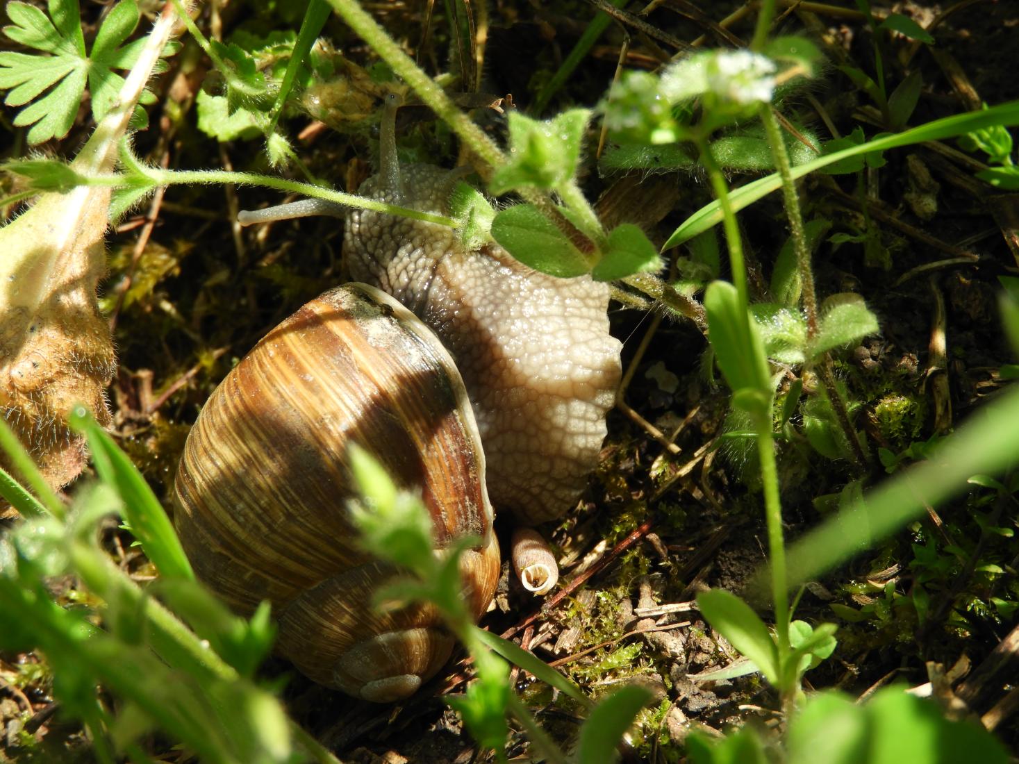 Weinbergschnecke