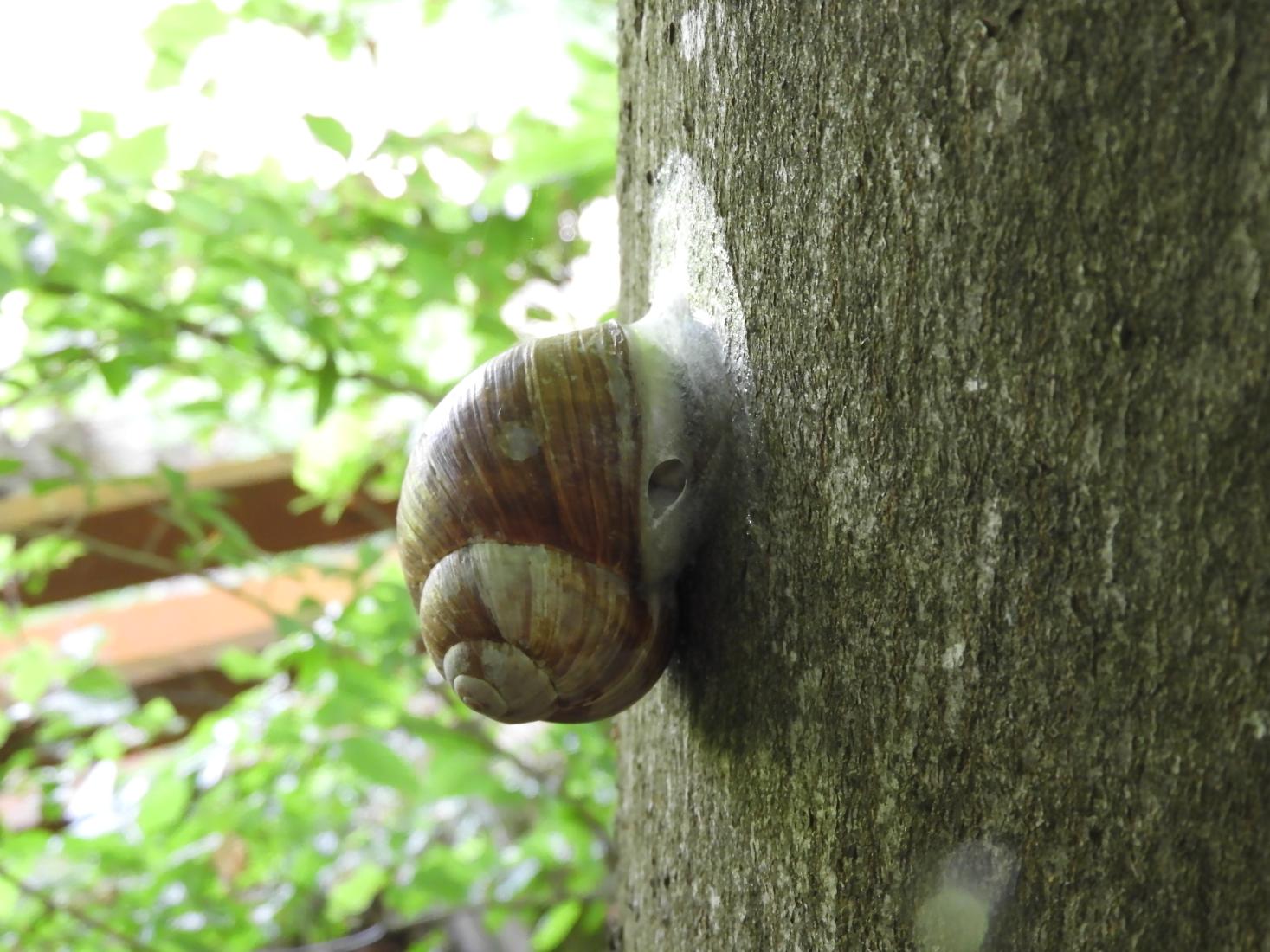 Weinbergschnecke