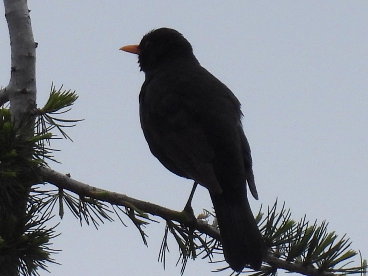 Amsel