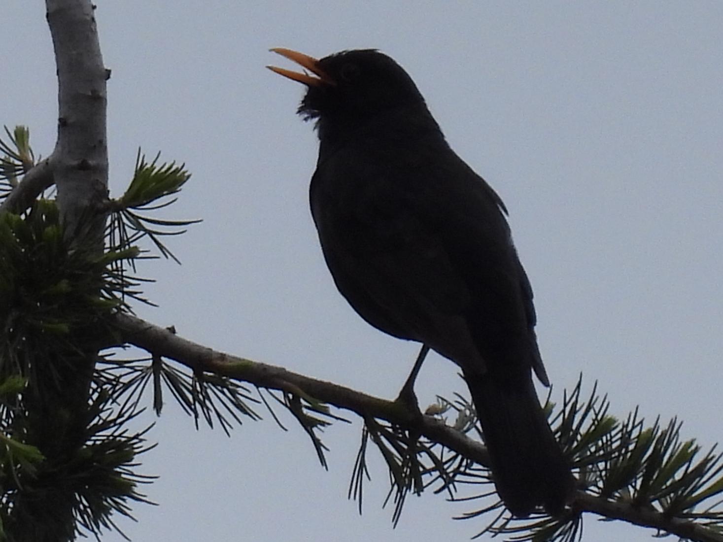 Amsel