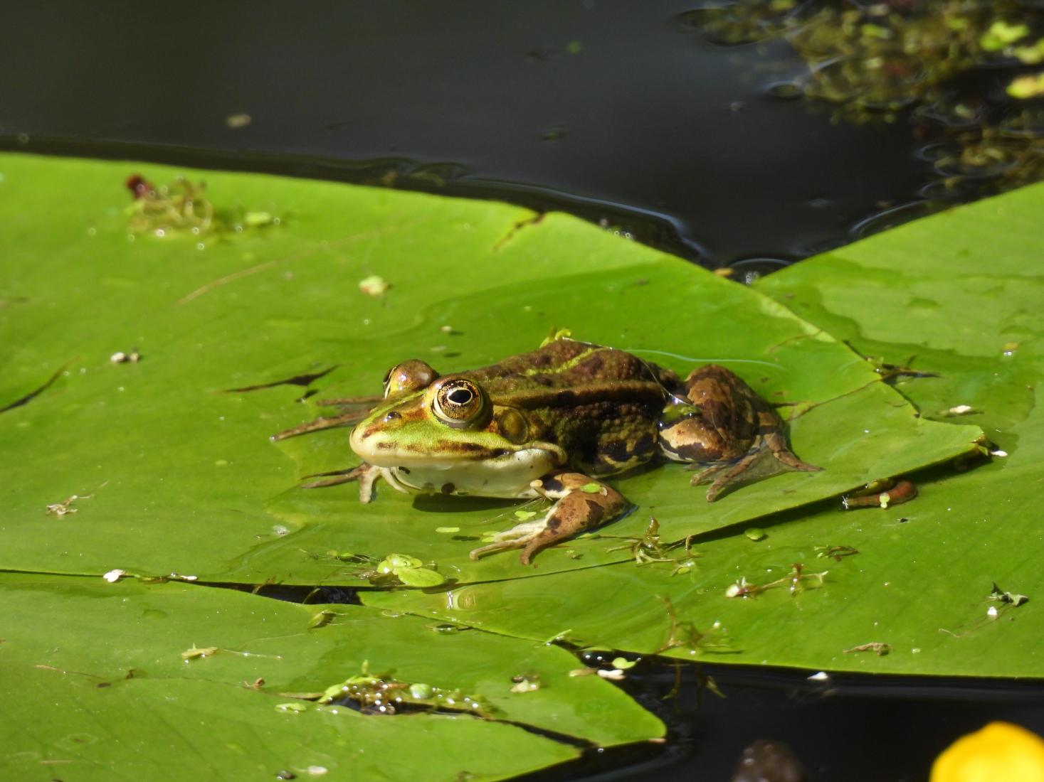 Wasserfrosch-Komplex