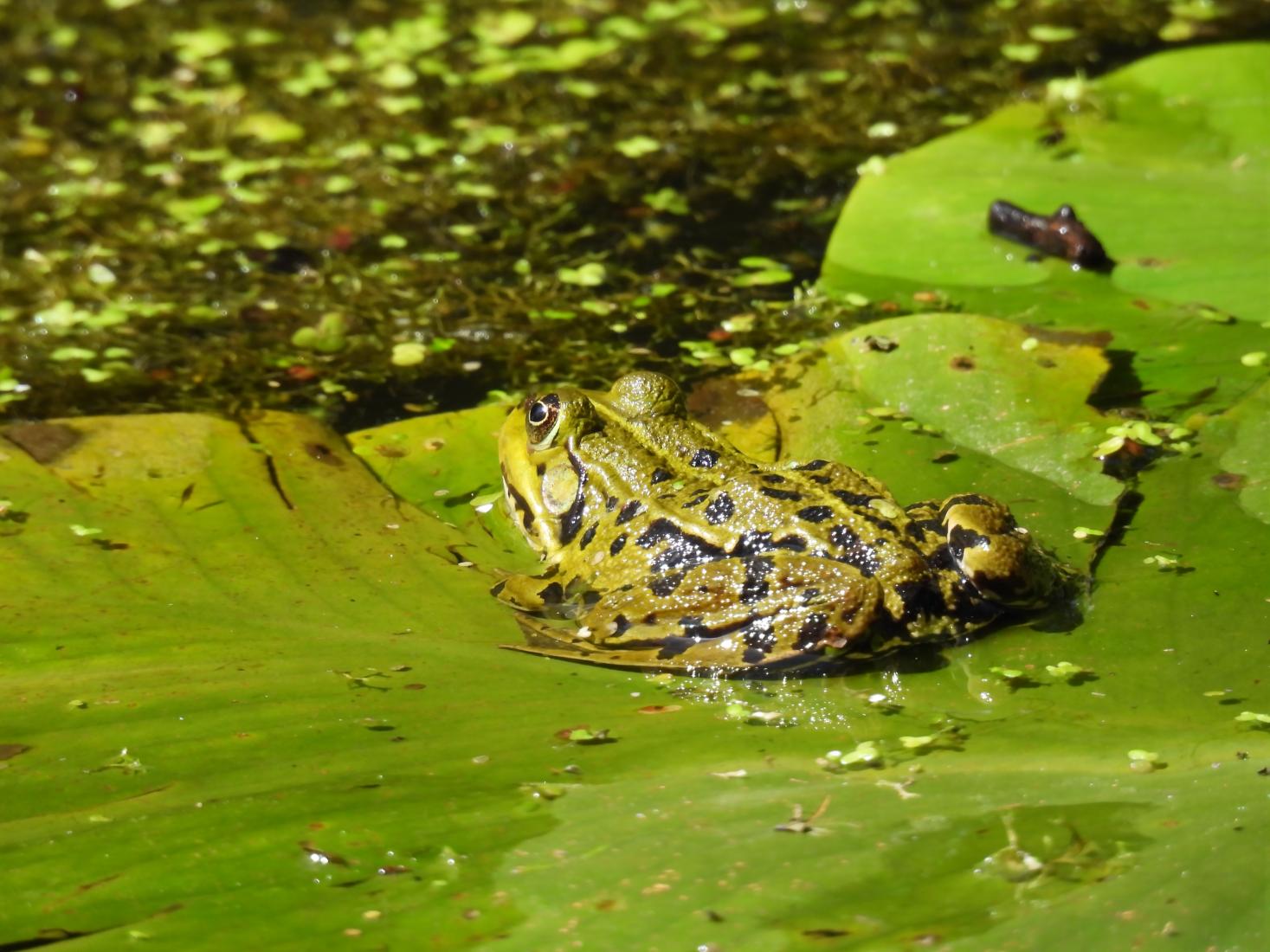 Wasserfrosch-Komplex