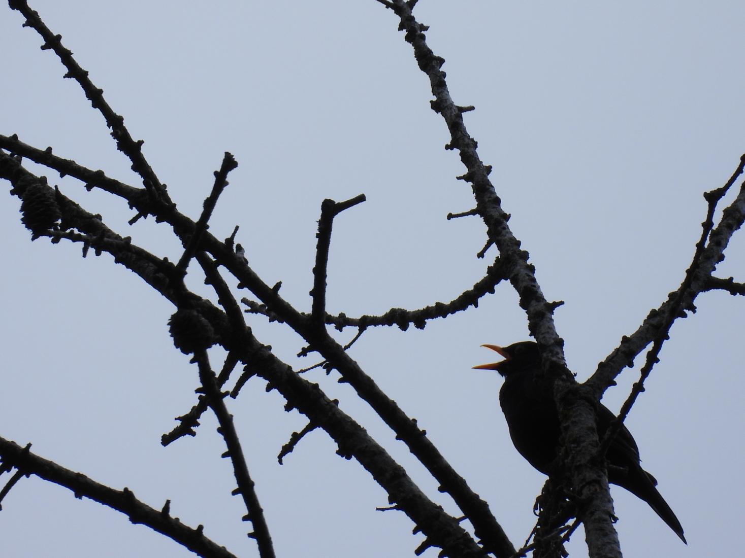 Amsel