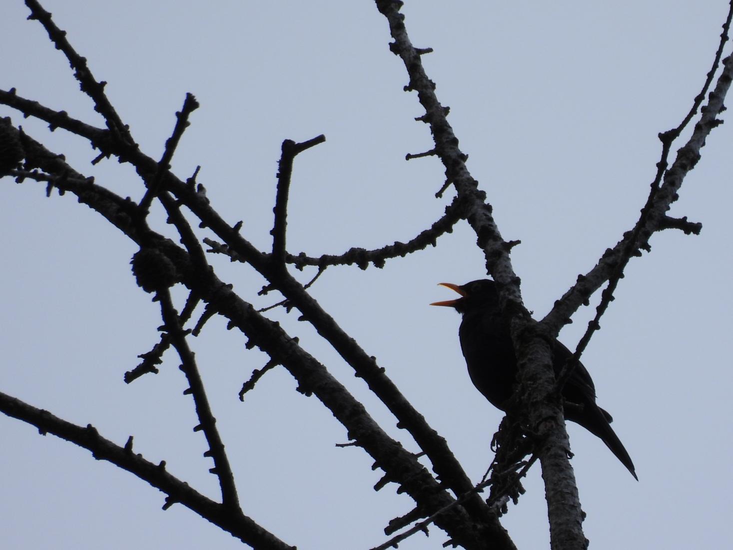 Amsel