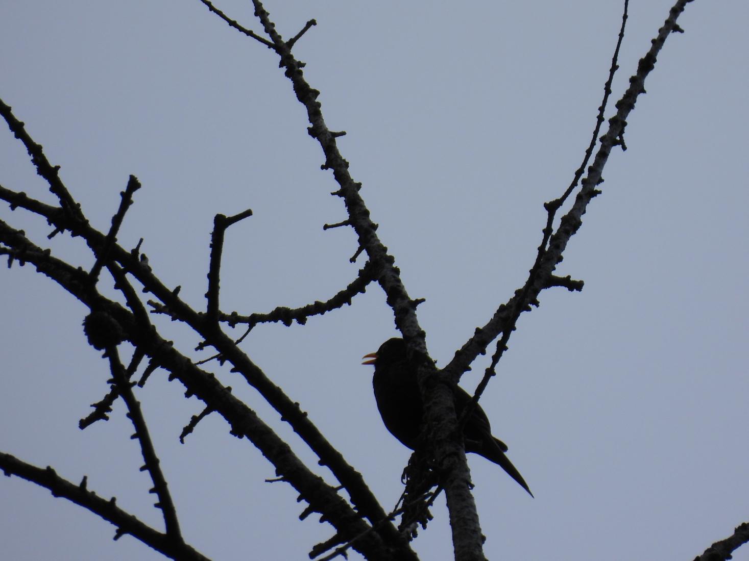 Amsel