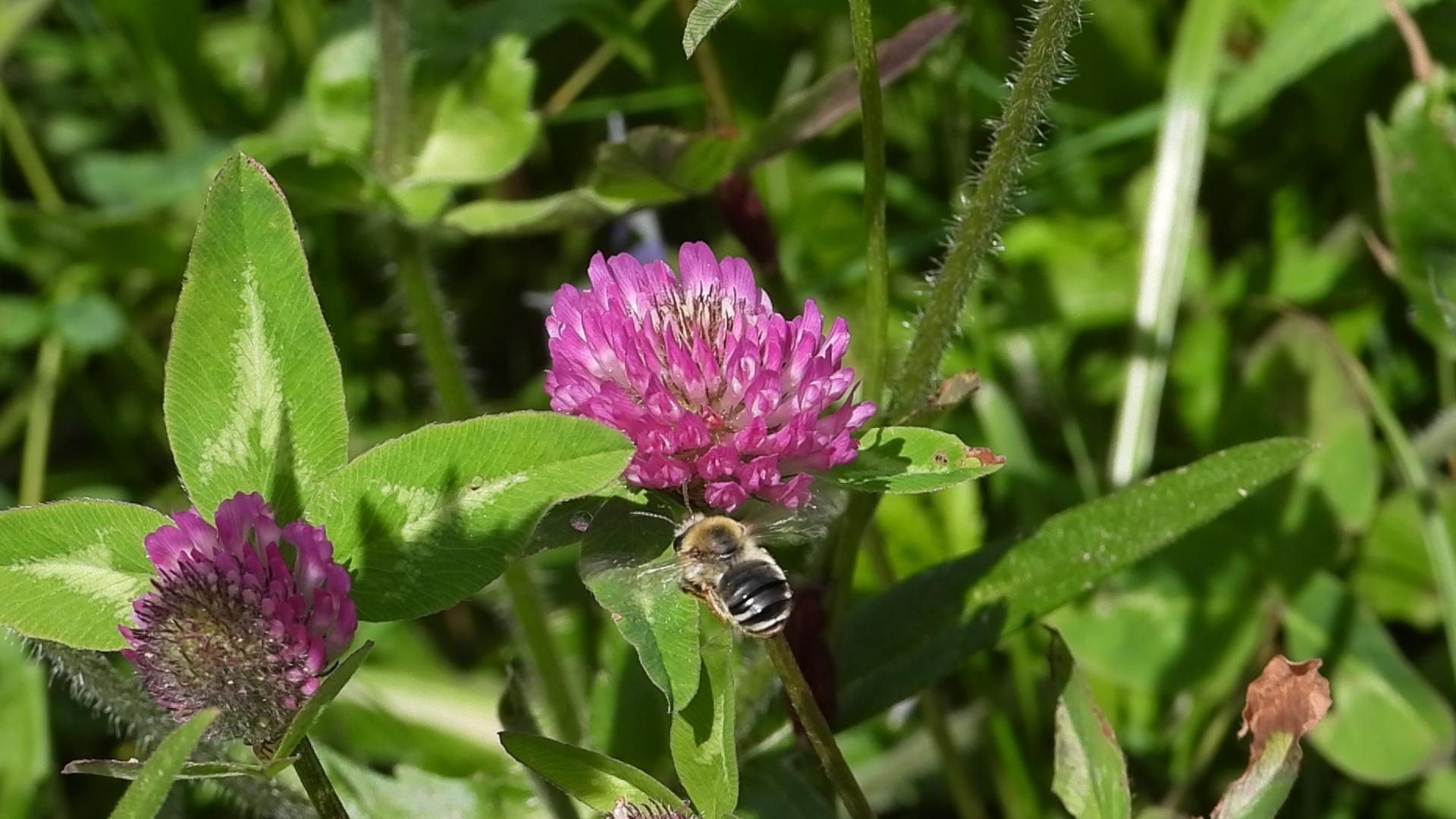 Wiesenhummel