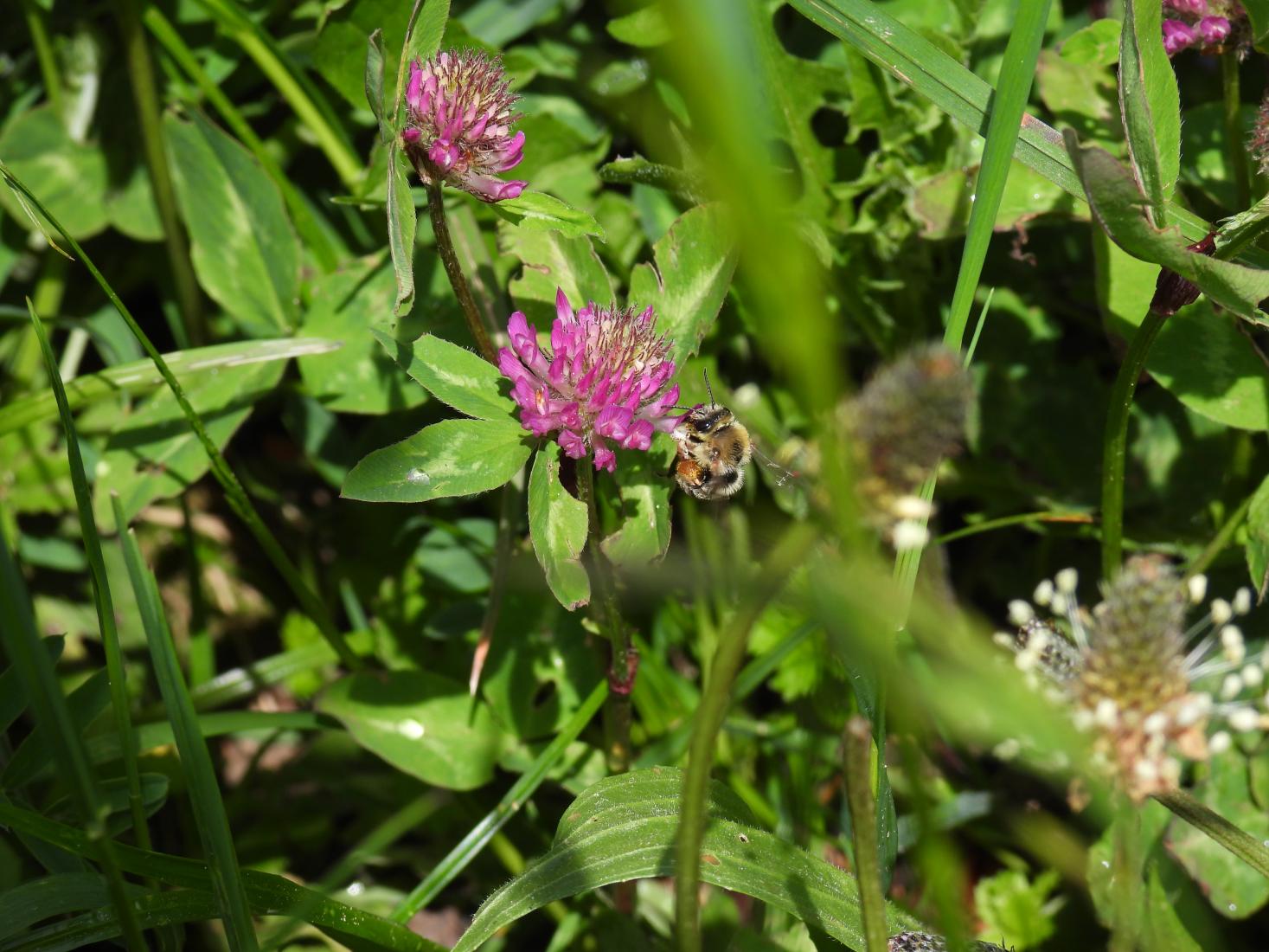 Wiesenhummel