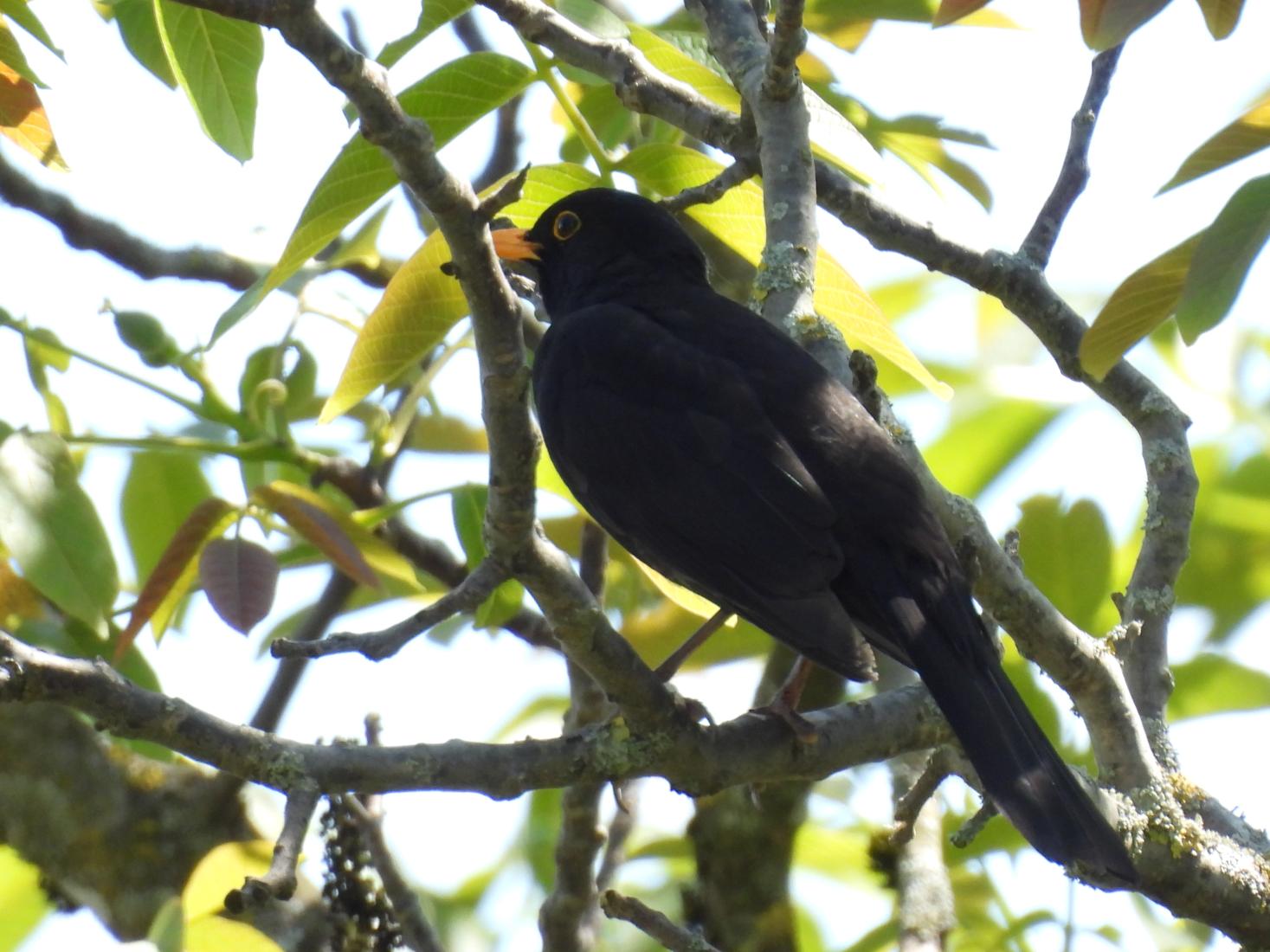 Amsel