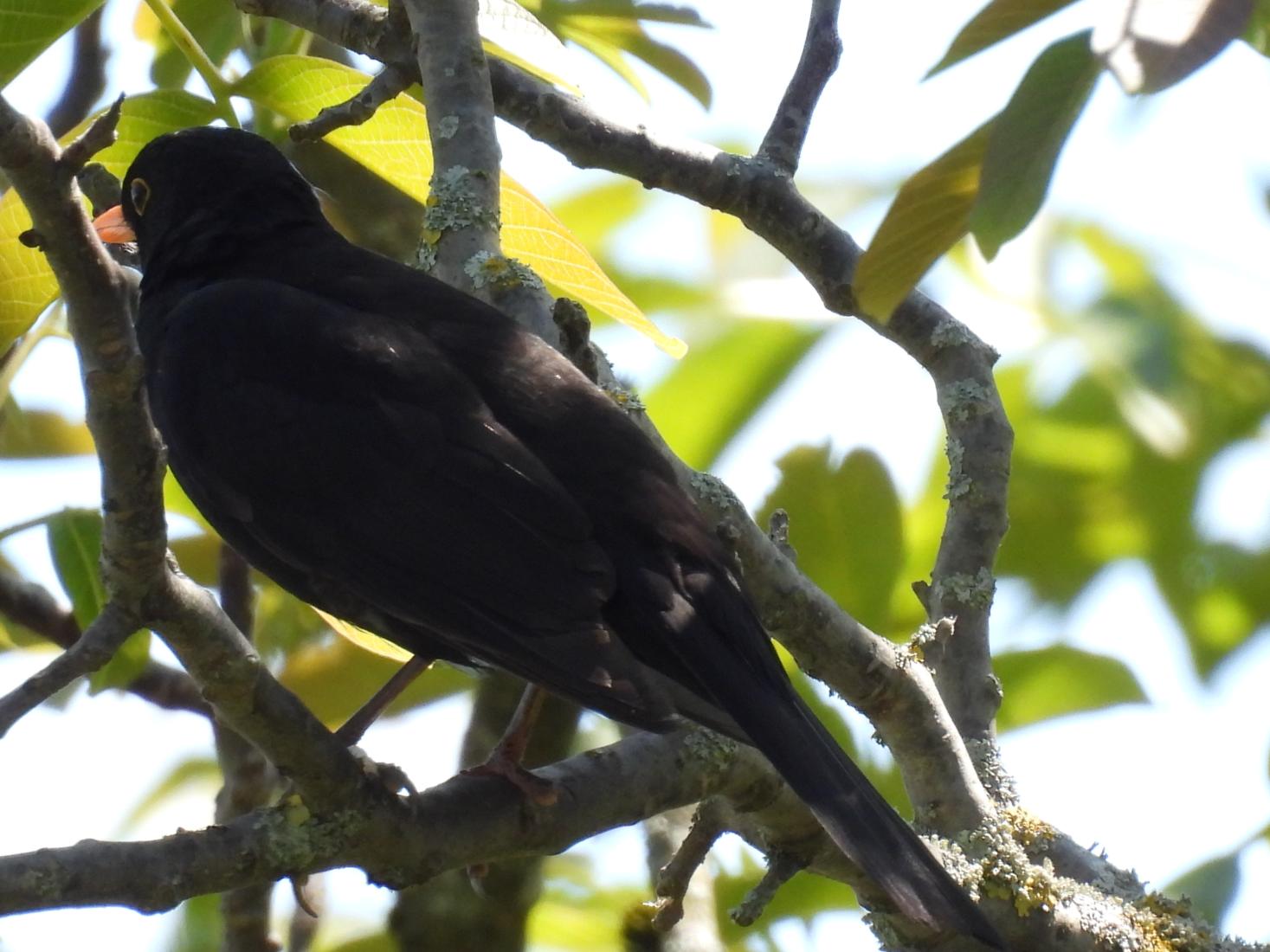 Amsel