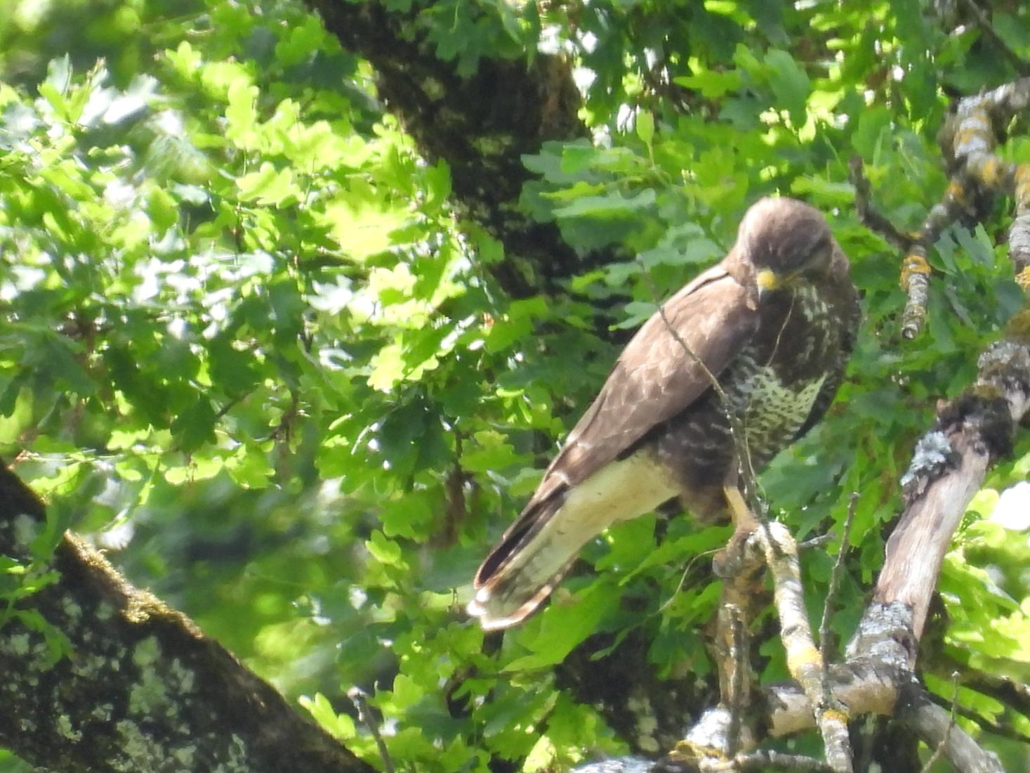 Mäusebussard