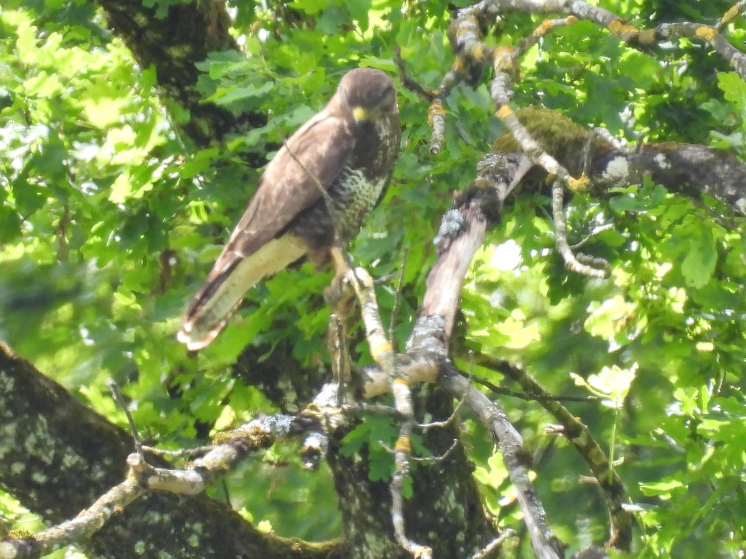 Mäusebussard