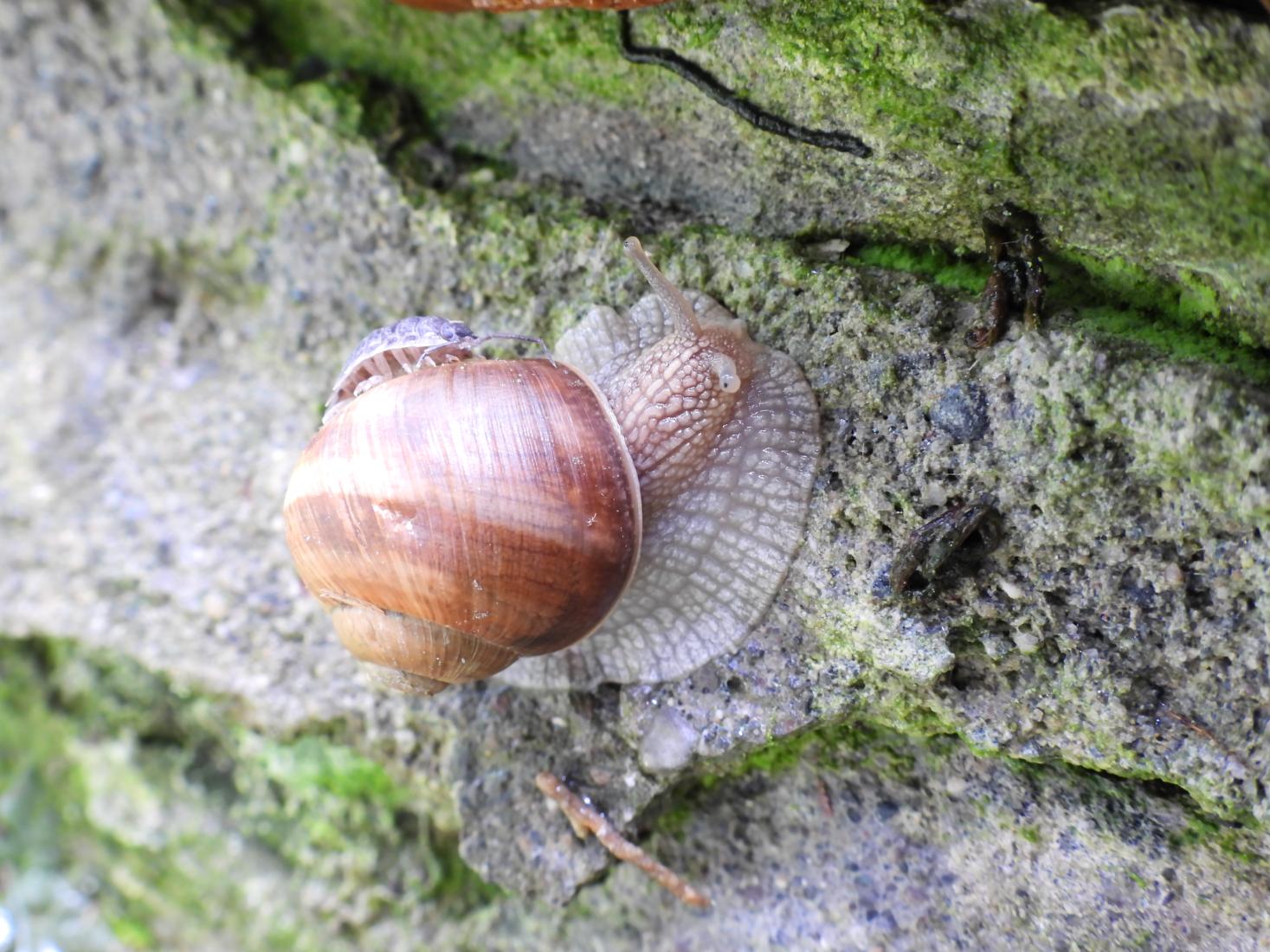 Weinbergschnecke