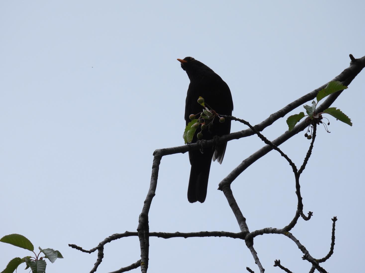 Amsel