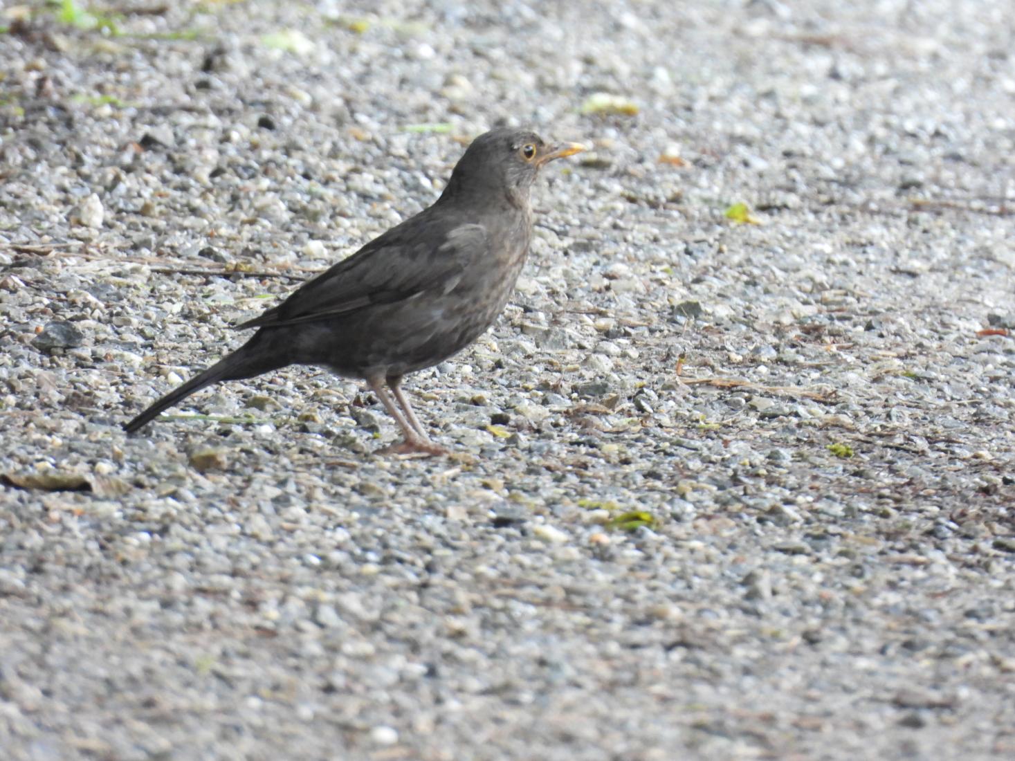 Amsel