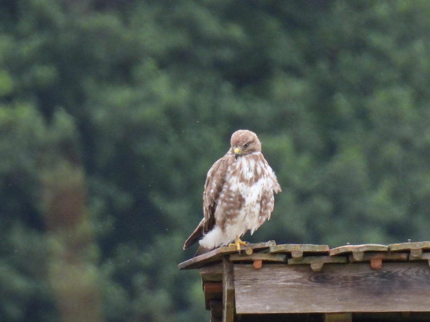 Mäusebussard