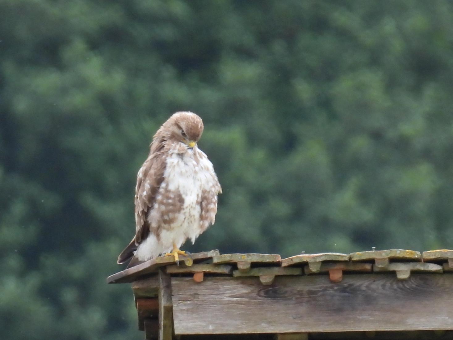 Mäusebussard