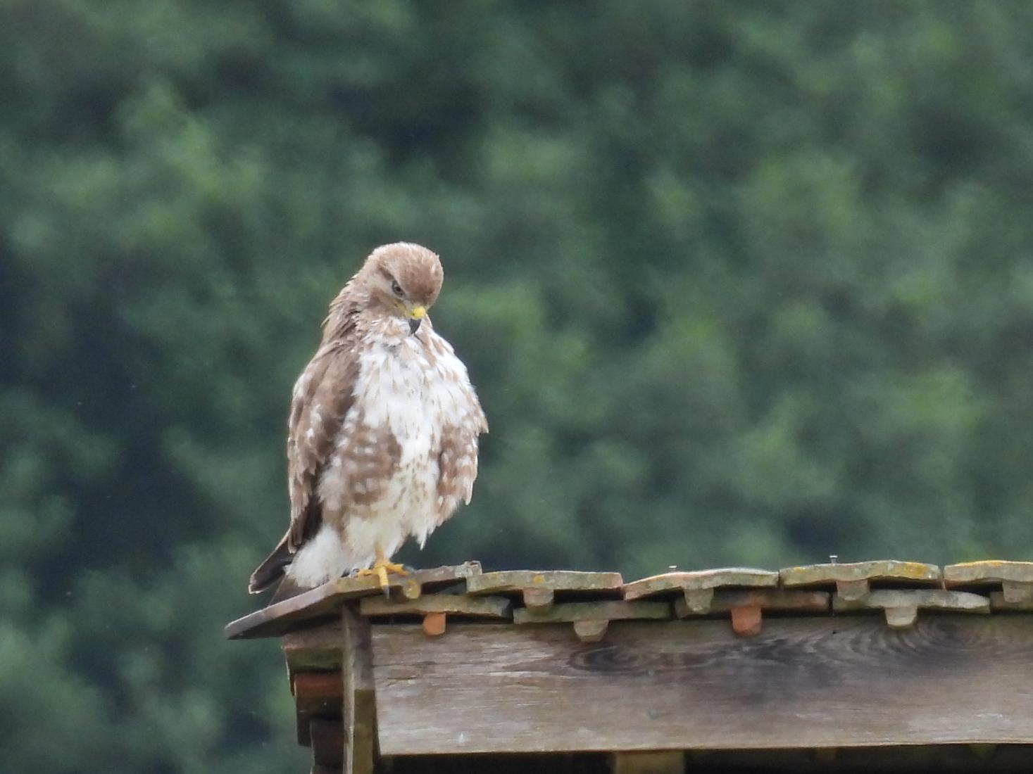 Mäusebussard