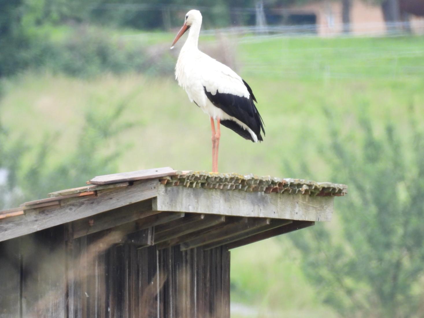 Weissstorch