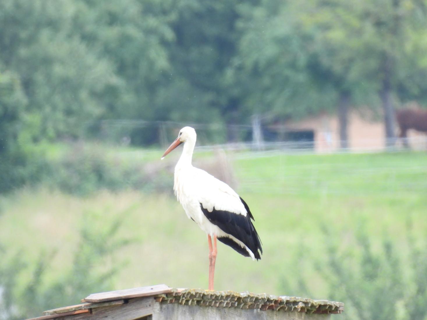 Weissstorch