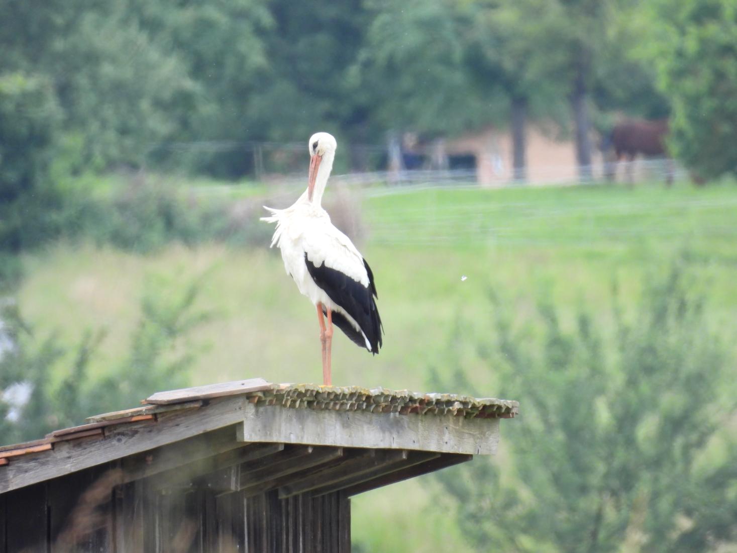 Weissstorch