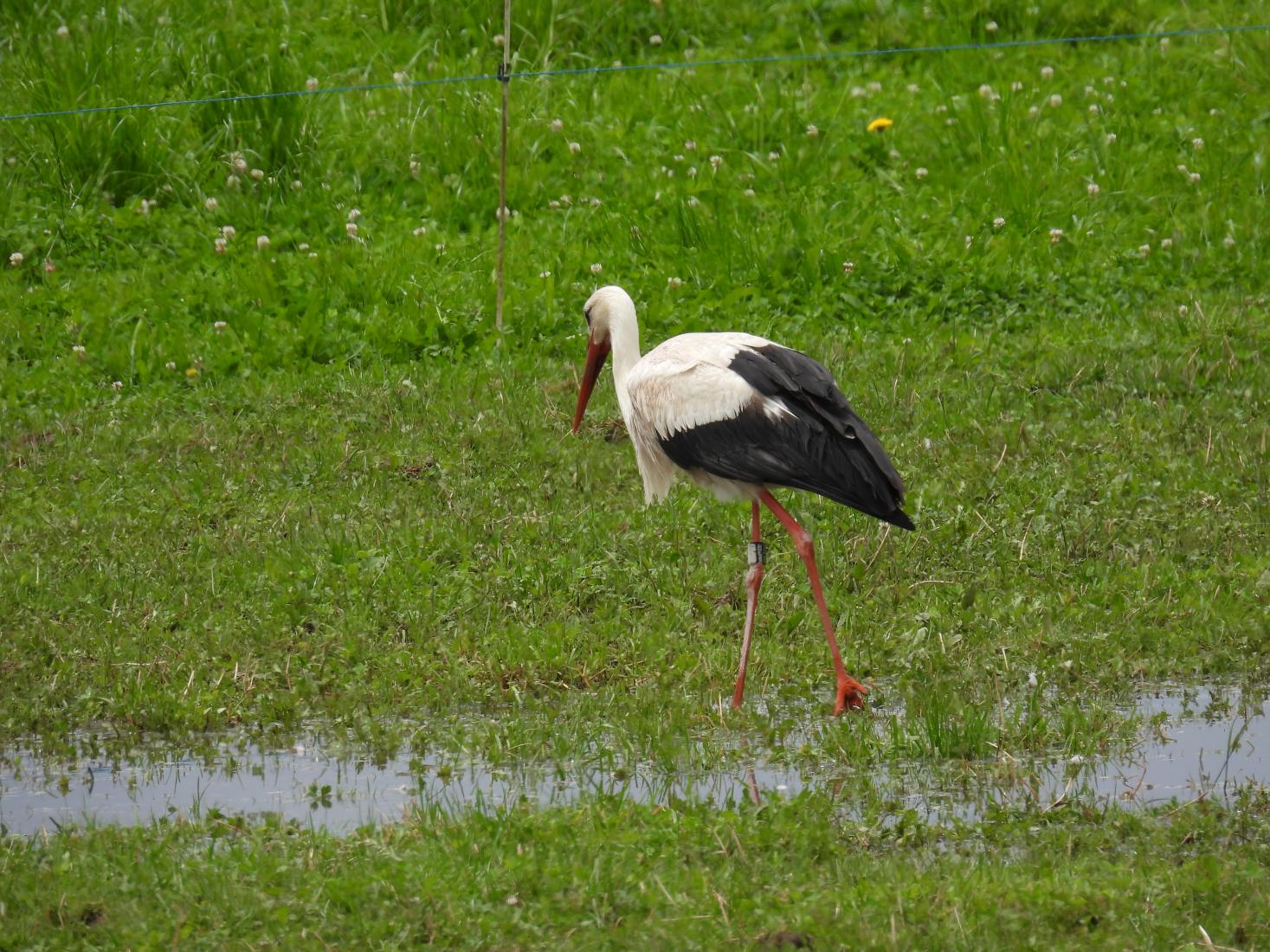 Weissstorch