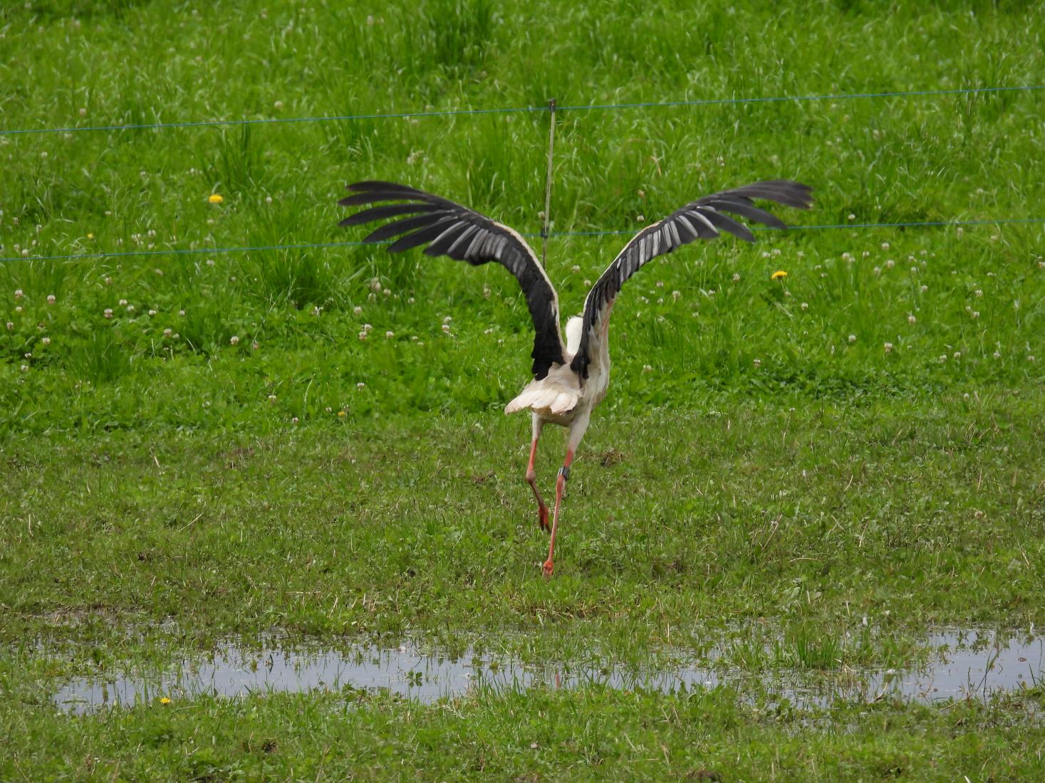 Weissstorch