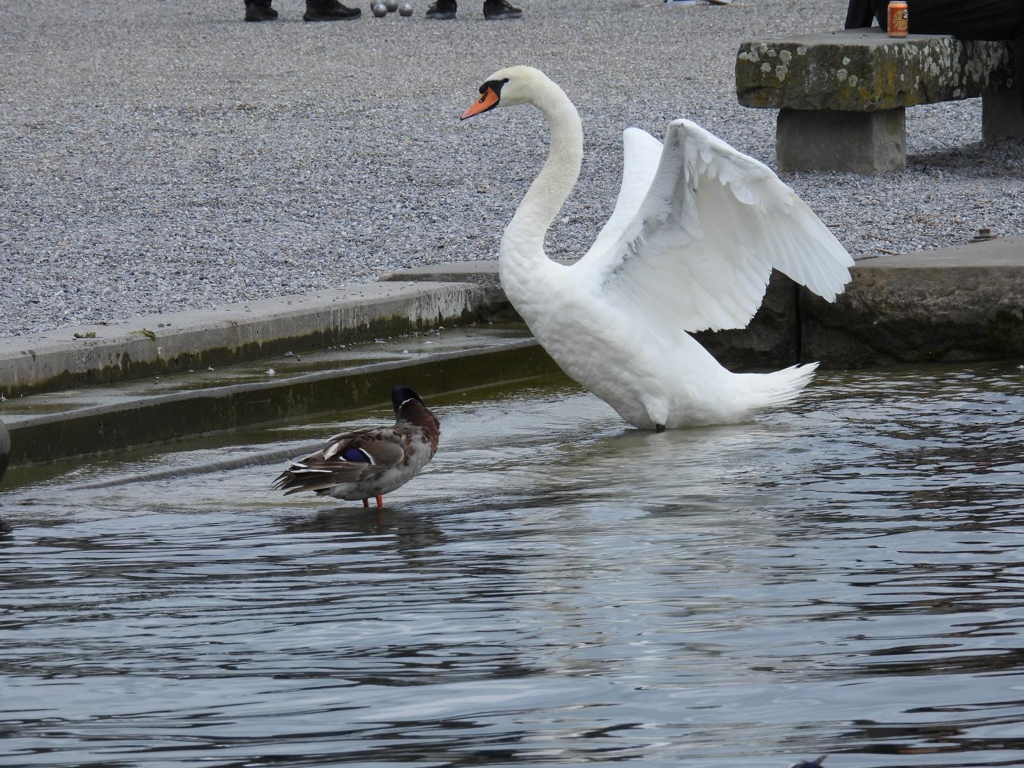 Höckerschwan