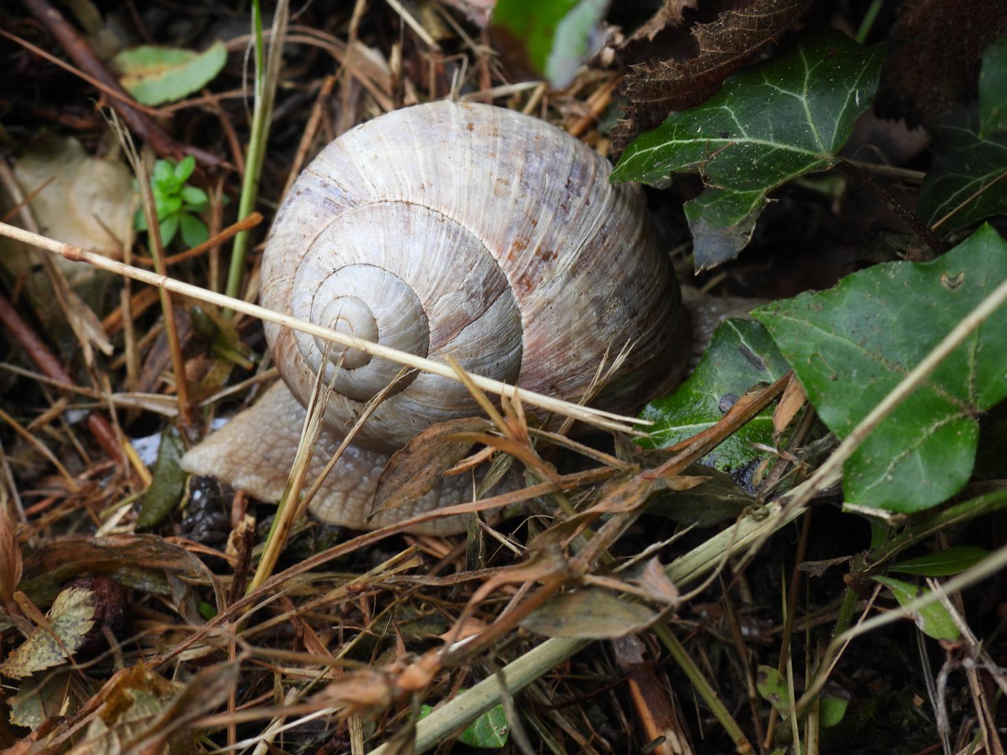 Weinbergschnecke