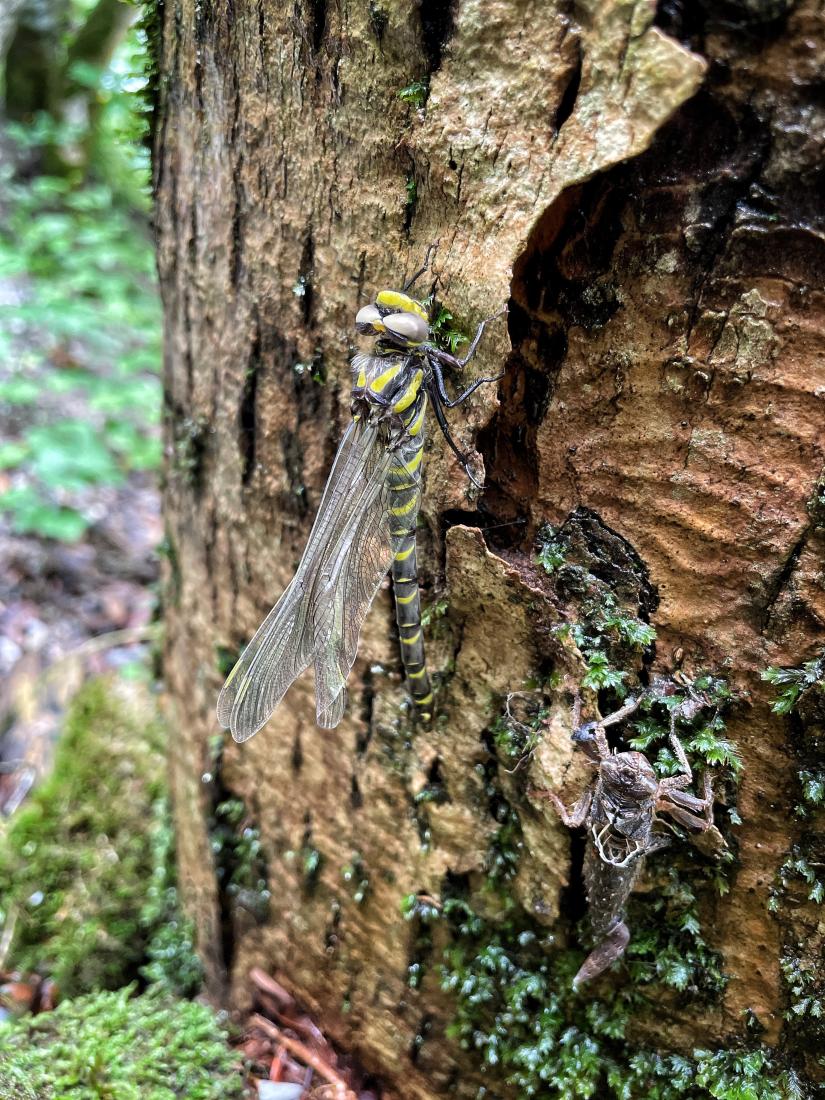 Gestreifte Quelljungfer