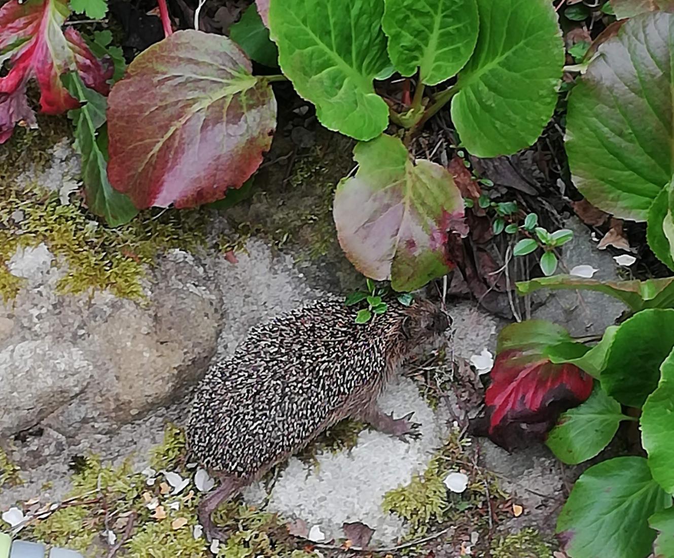 Igel