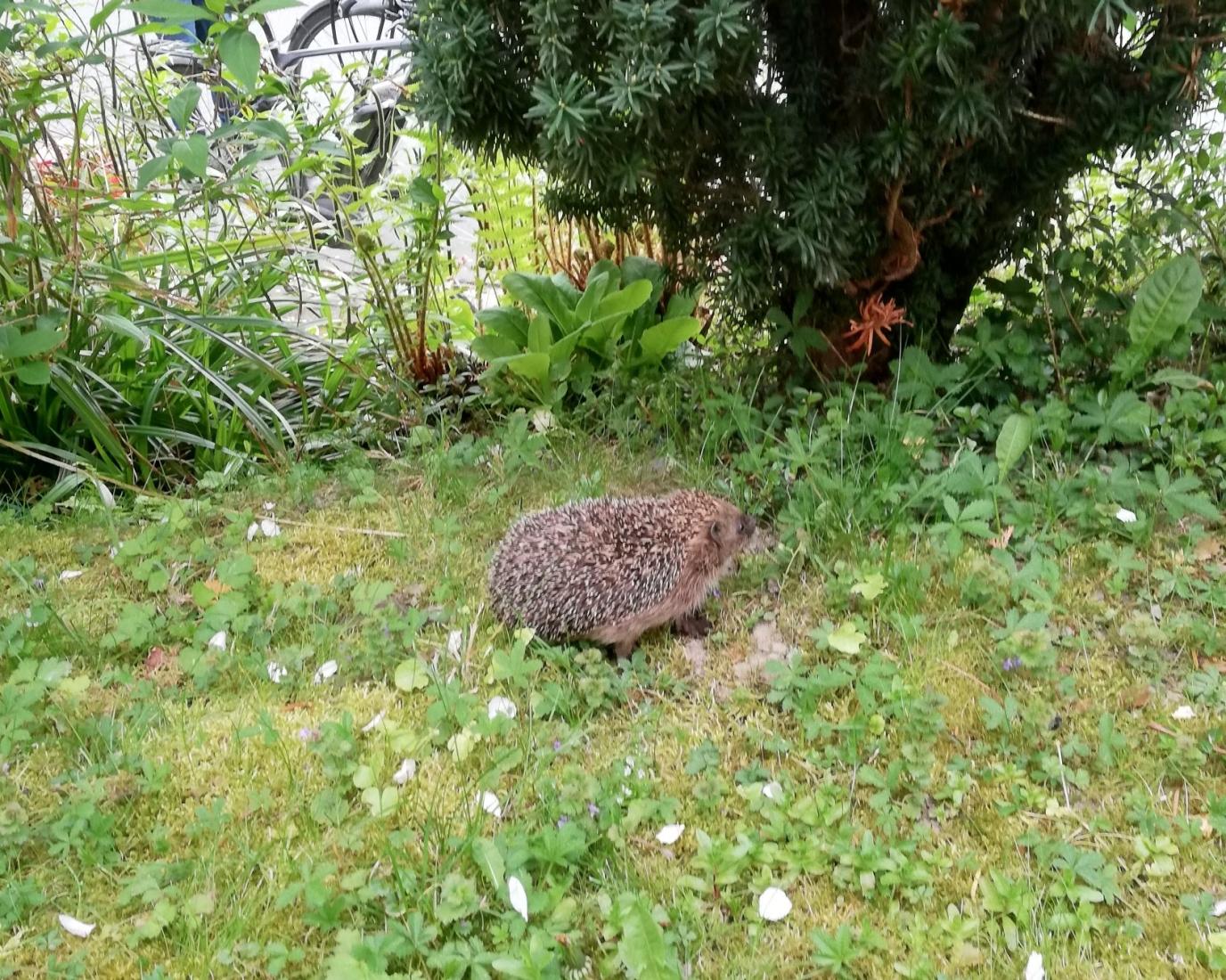 Igel