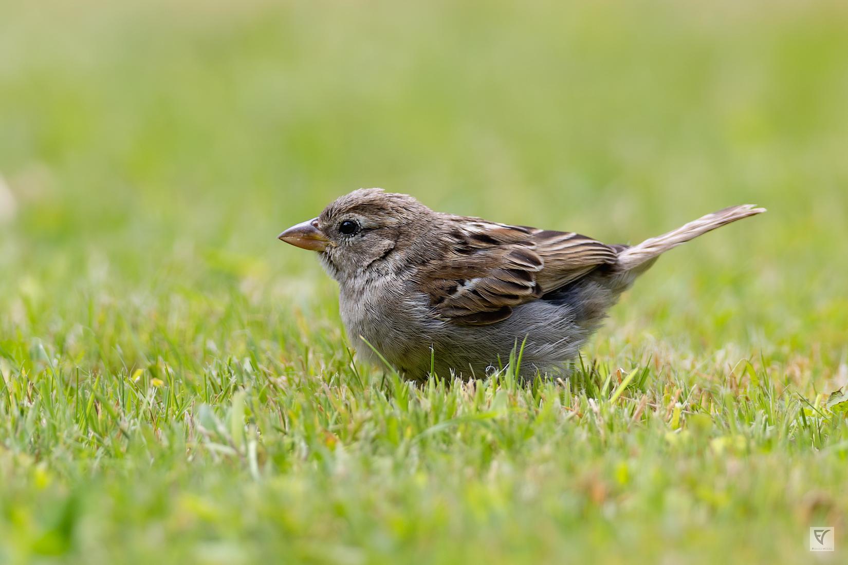 Moineau domestique