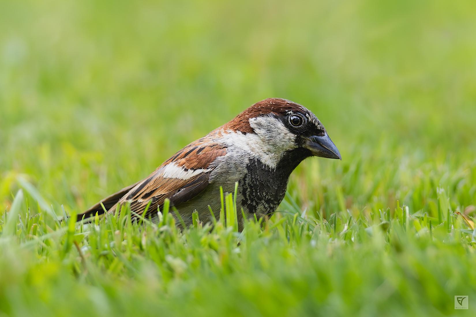 Moineau domestique