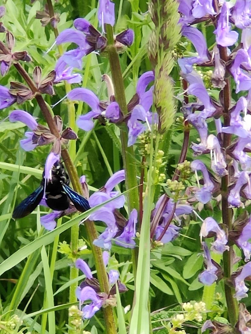 abeille charpentière