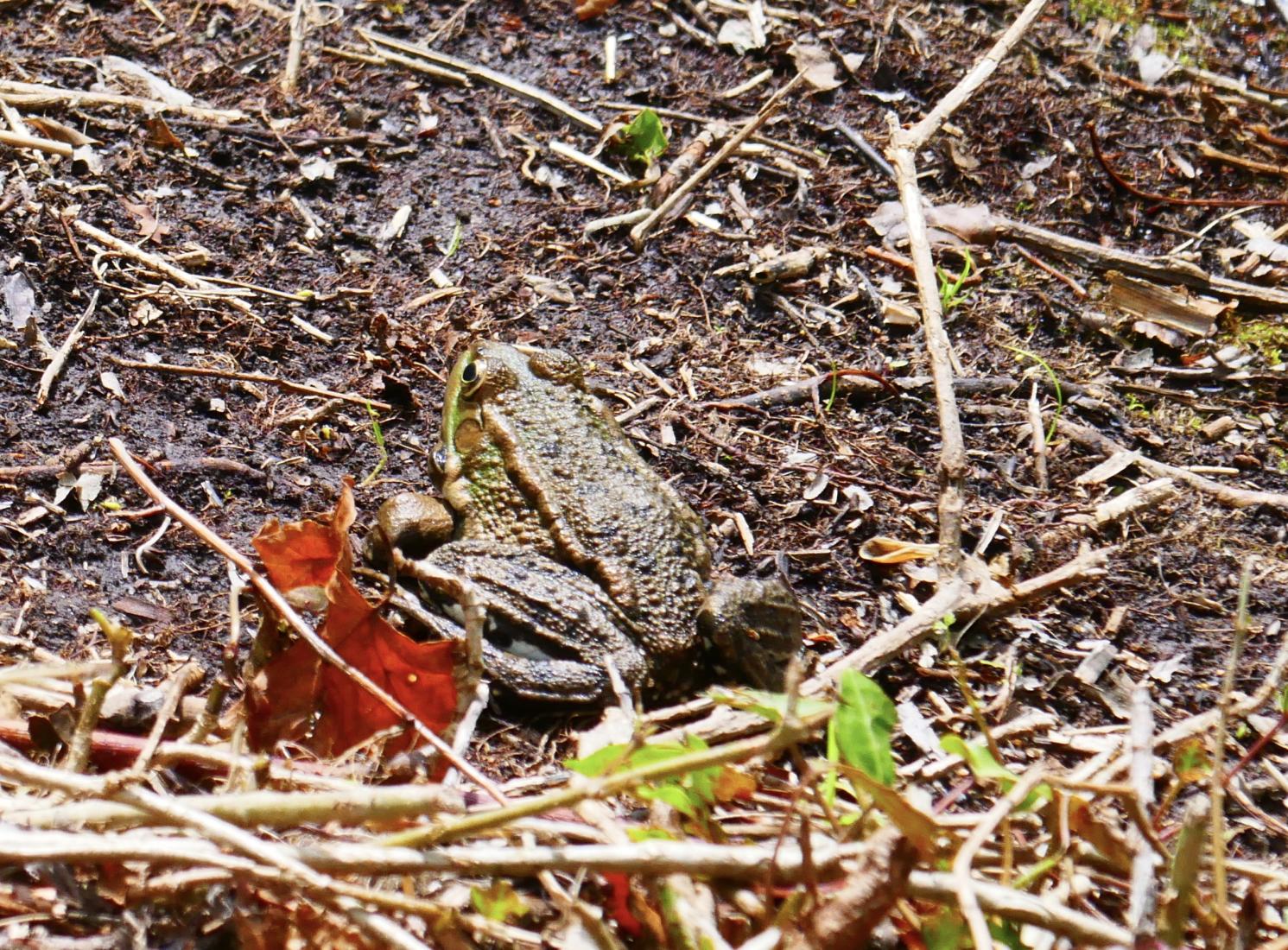 grenouille ou crapaud 