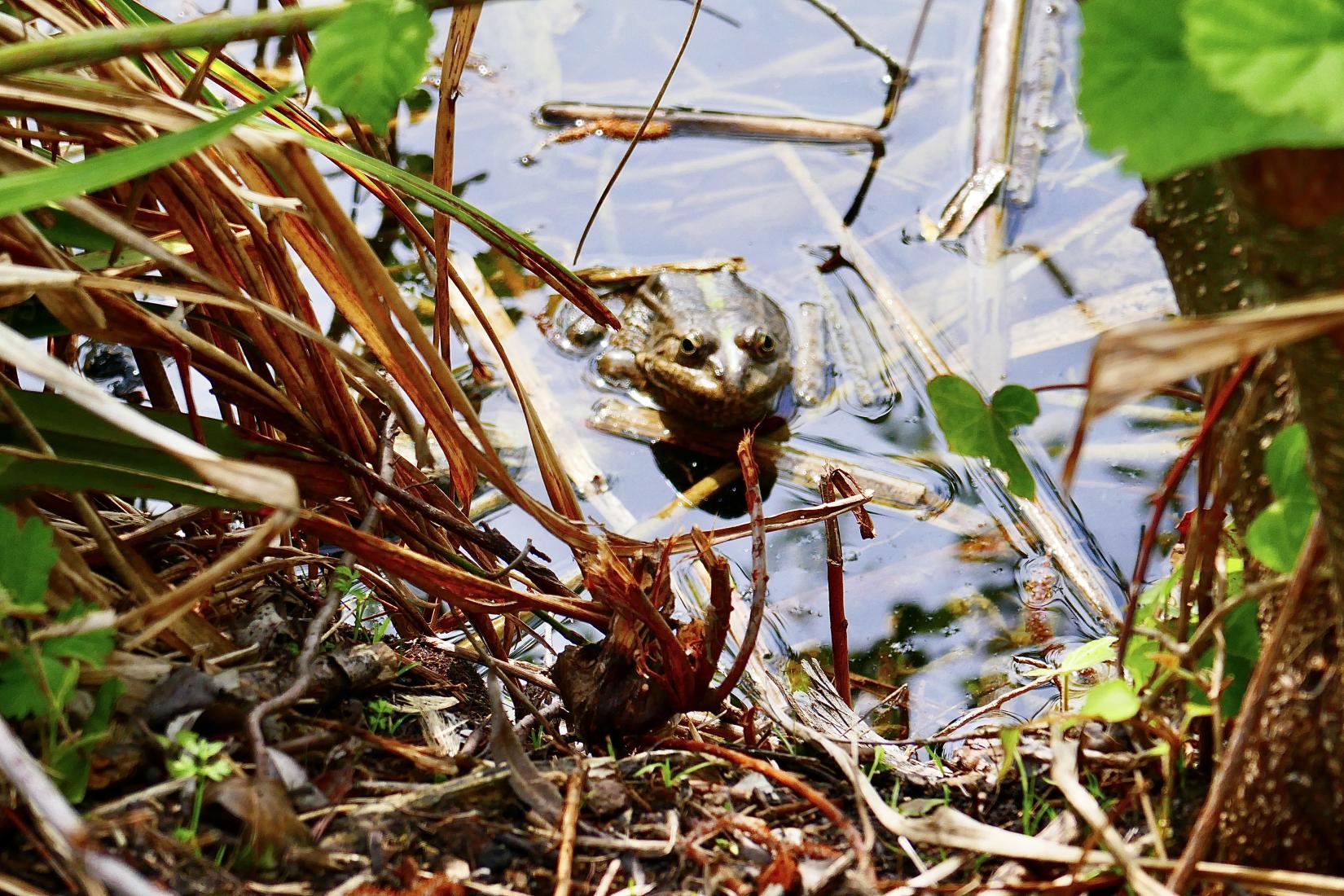 grenouille ou crapaud 