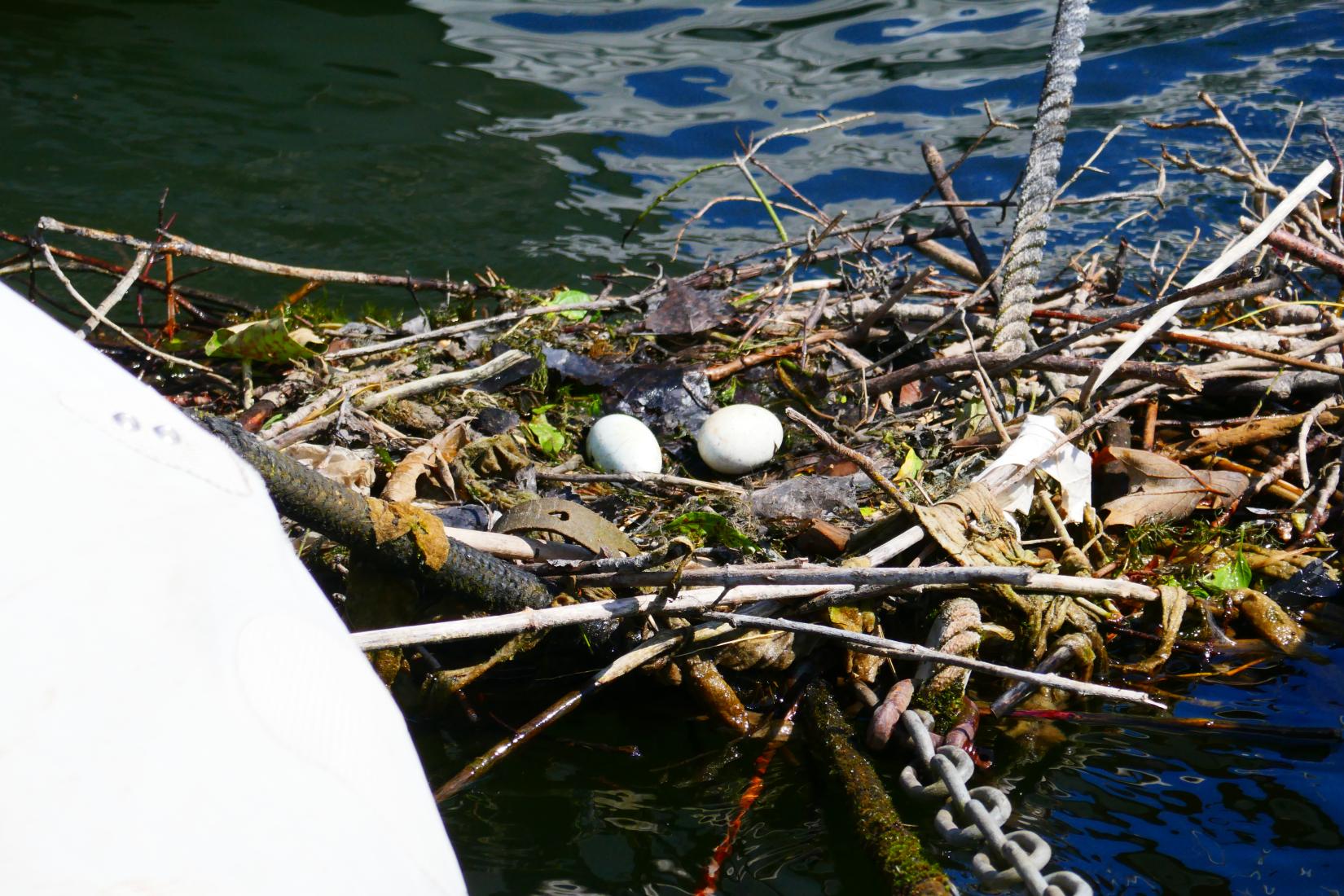 Grebe