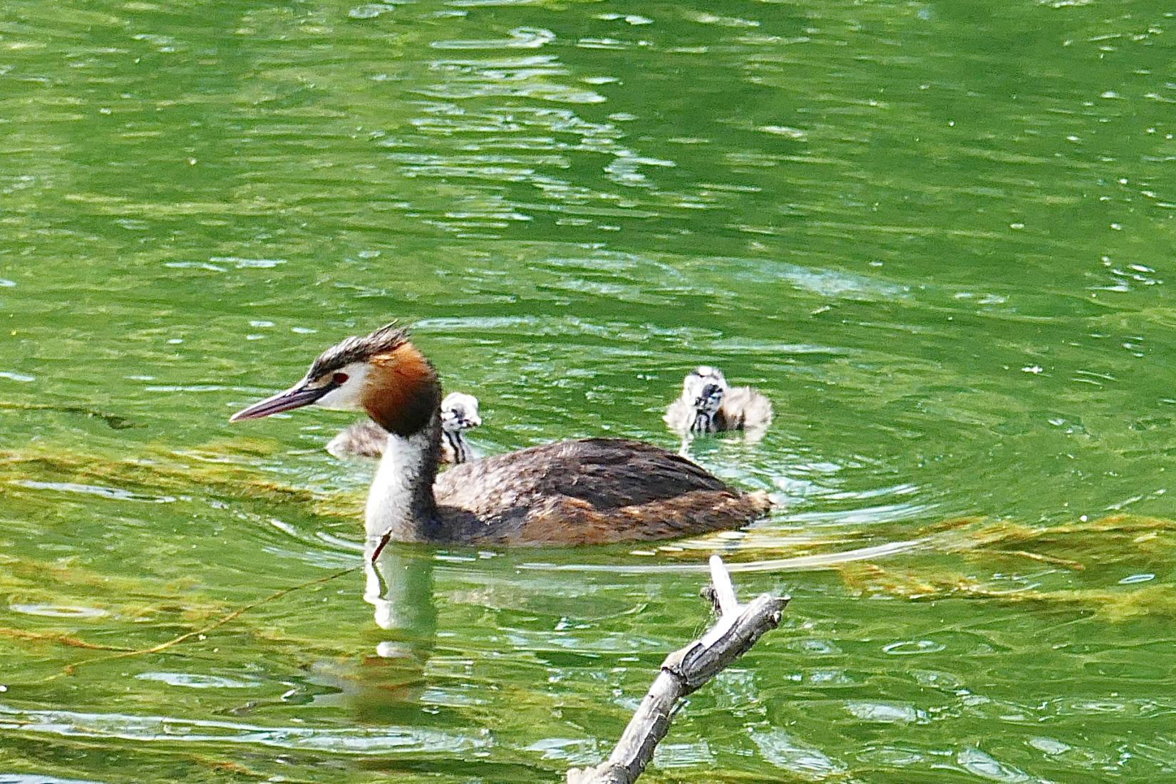 Grebe