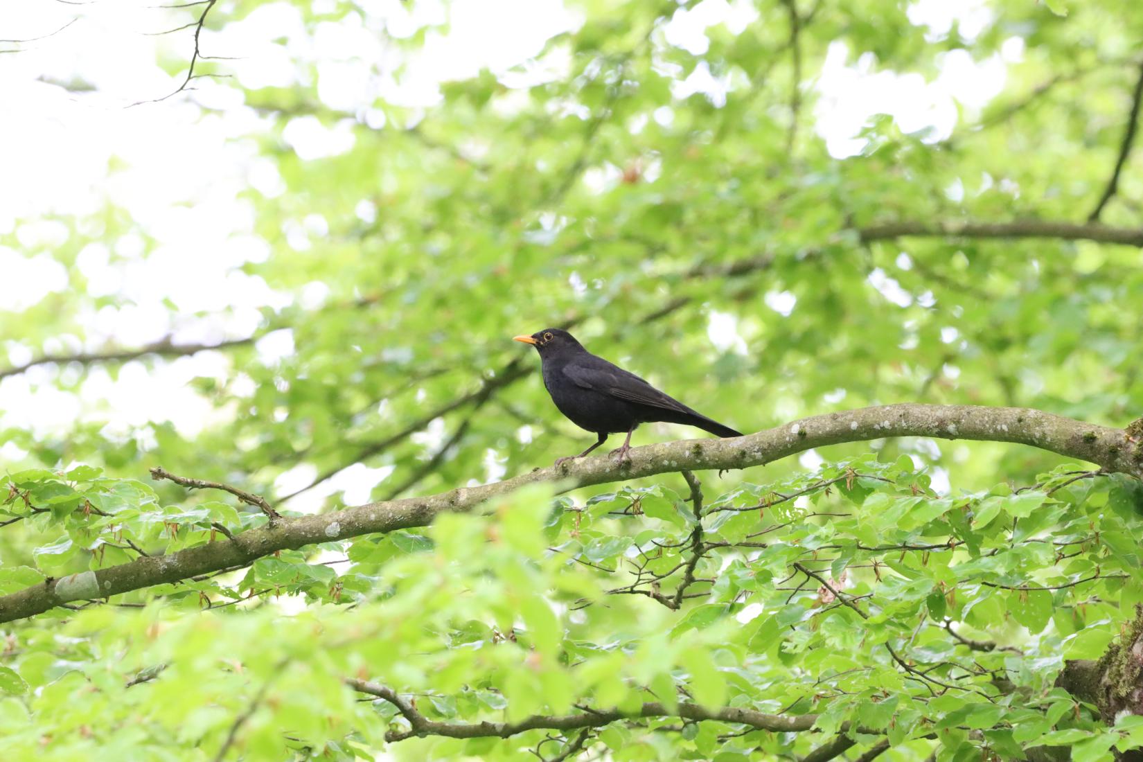 Amsel