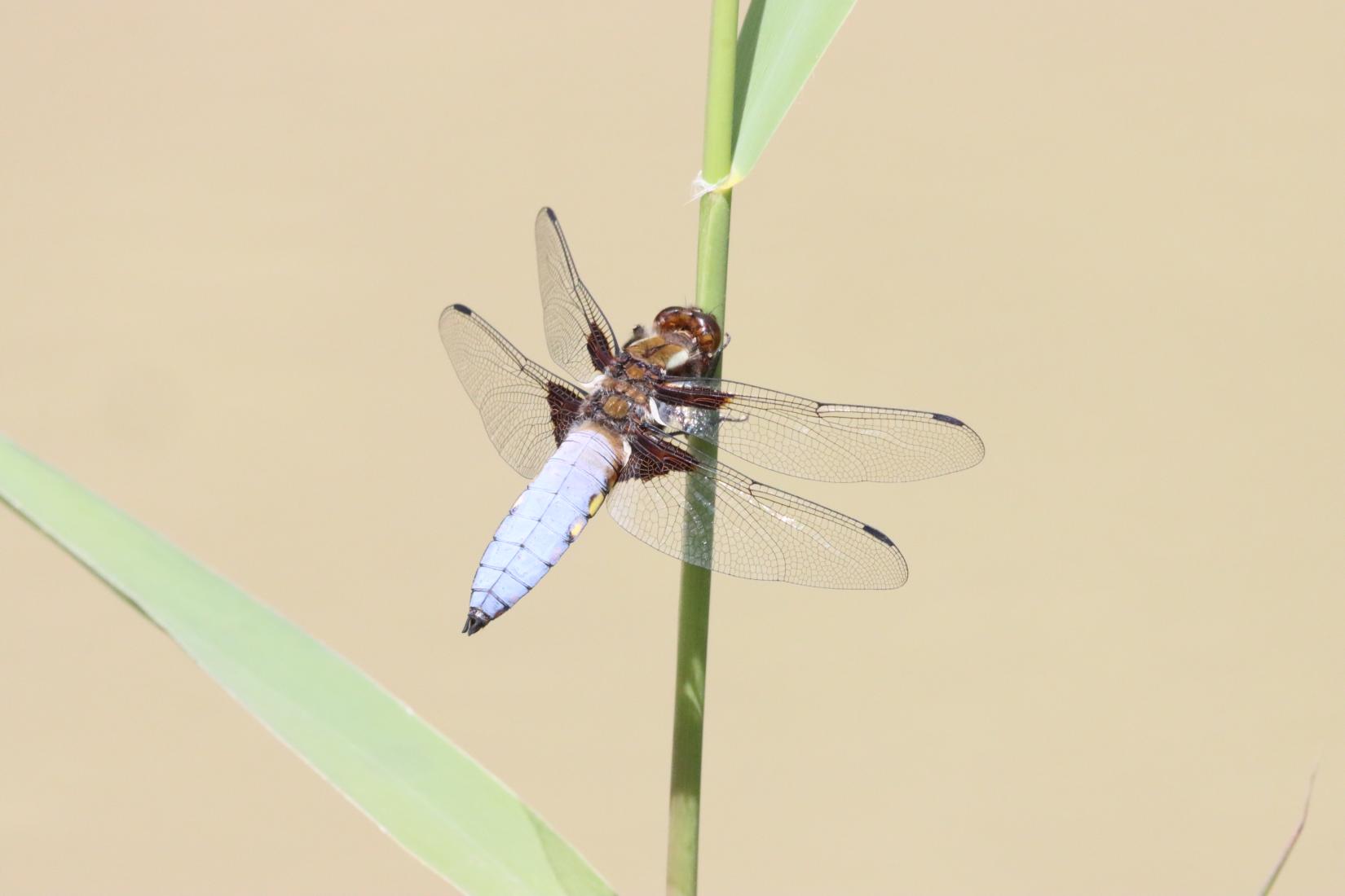 Plattbauch-Libelle