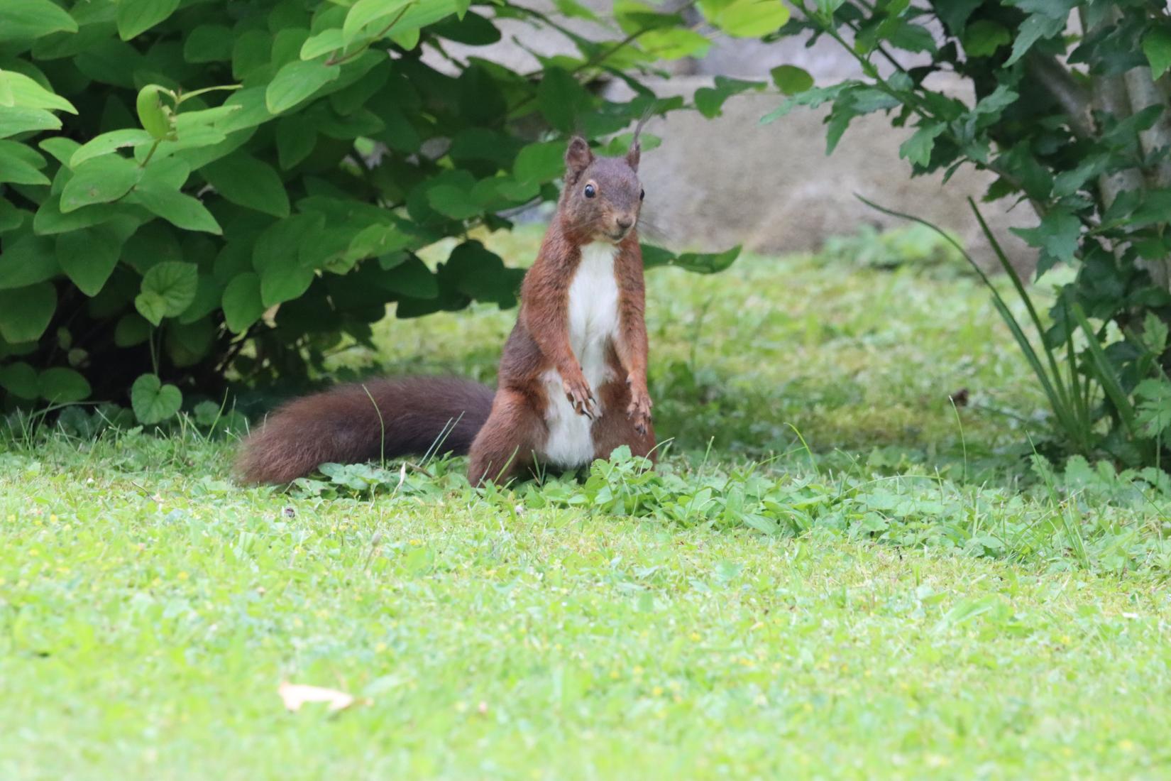 Eichhörnchen