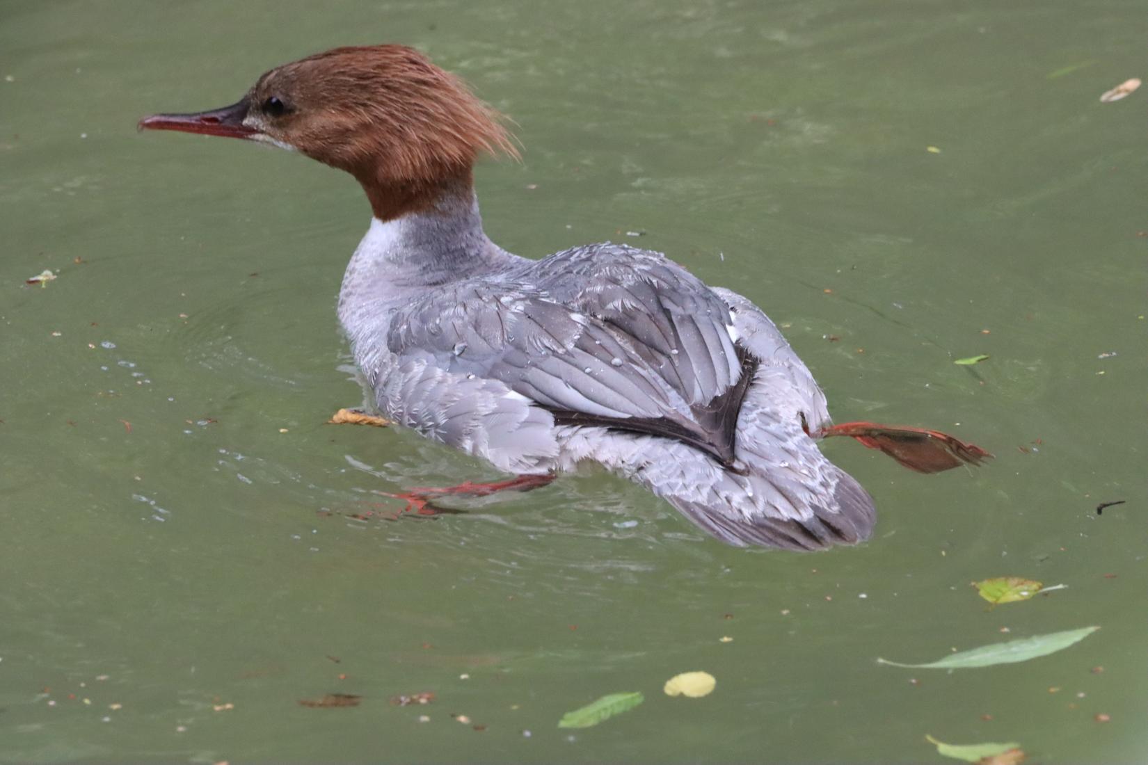 Gänsesäger