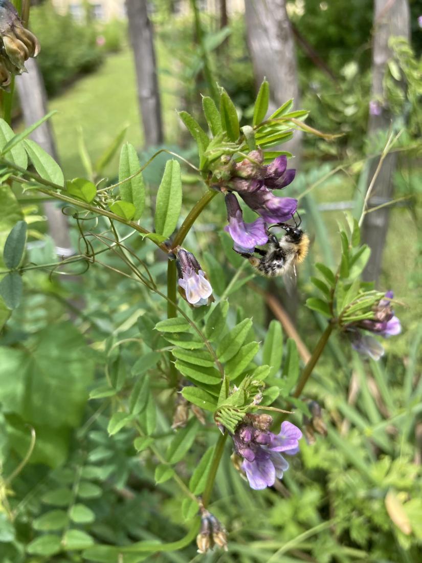 Ackerhummel 