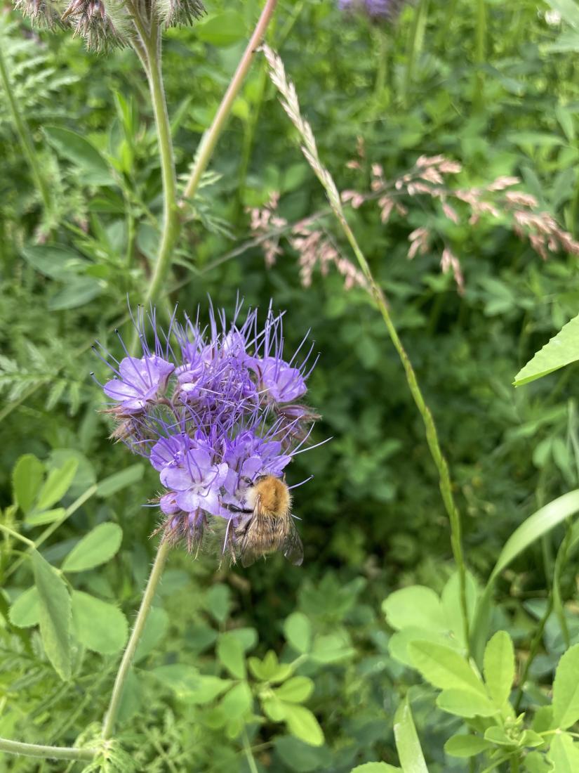 Ackerhummel 